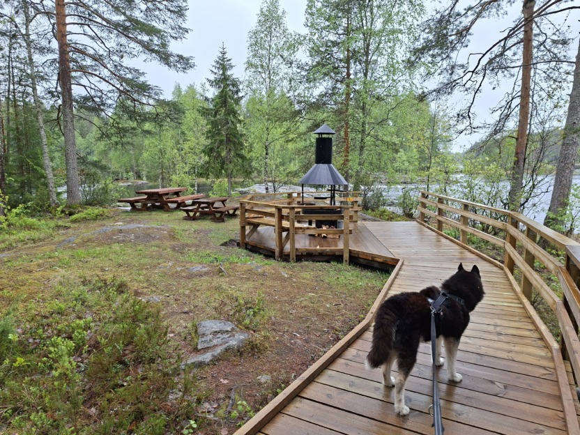 Hyvä, laudoitettu reitti metsän taukopaikalle
